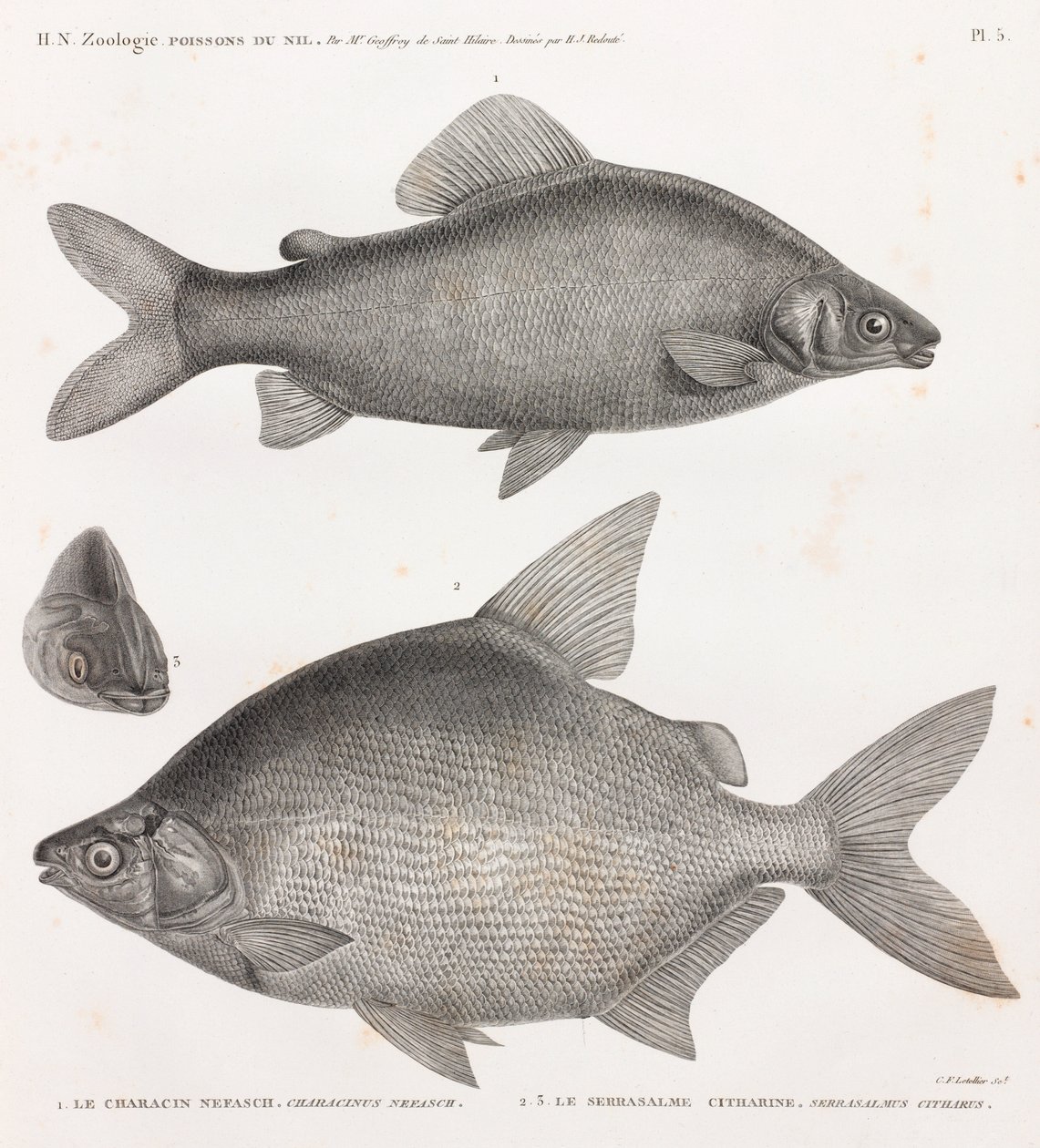 Pesci: Il Characin Nefasch & Il Serrasalme Citharine da Unbekannt