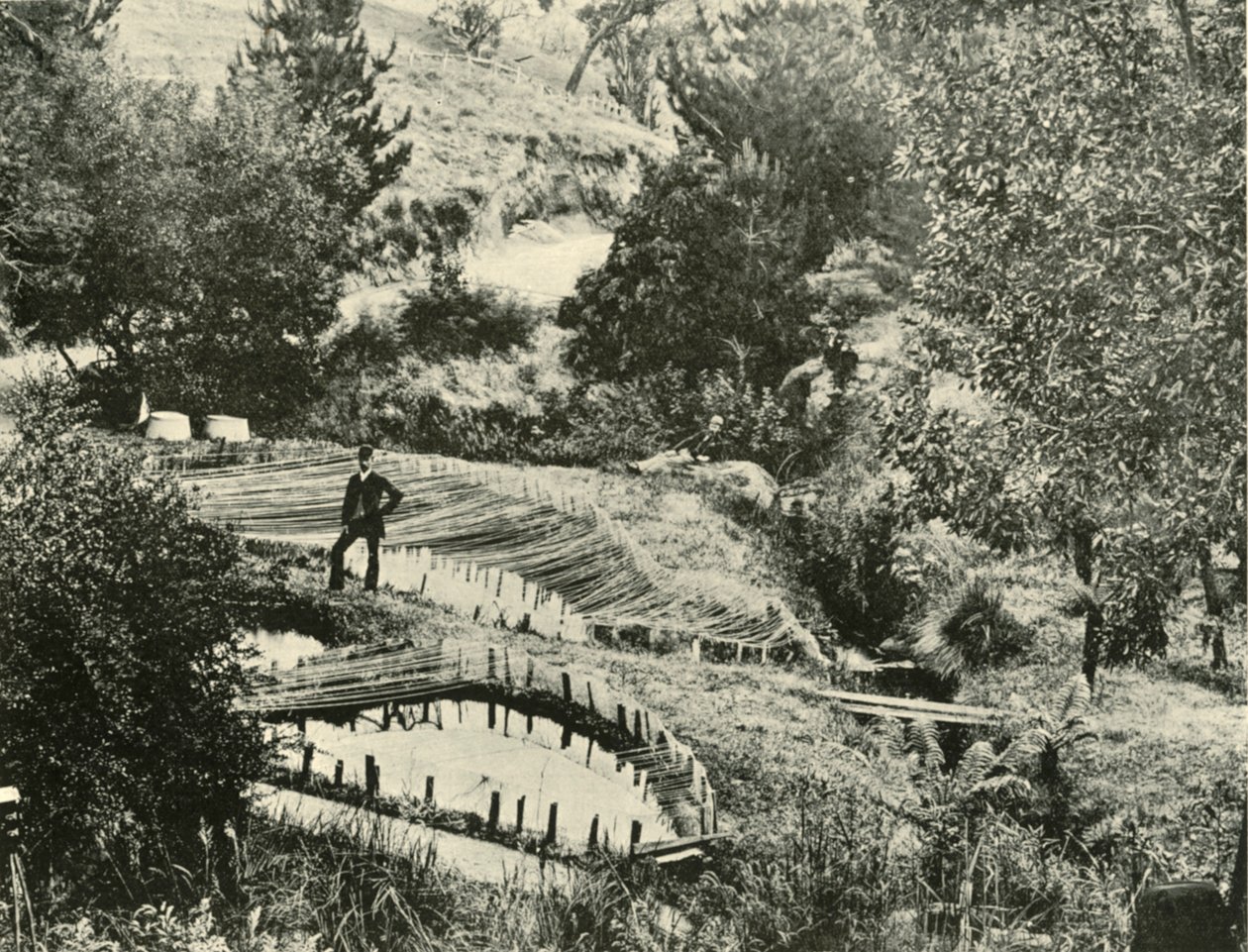 Stagni per pesci, Ercildoune, vicino a Ballarat, 1901 da Unbekannt