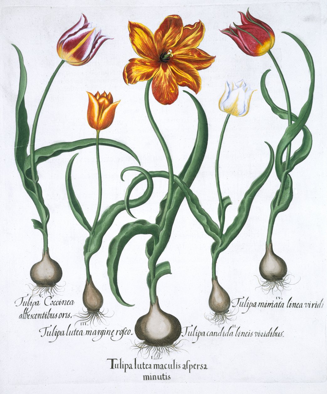 Cinque tulipani, 1613 da Unbekannt
