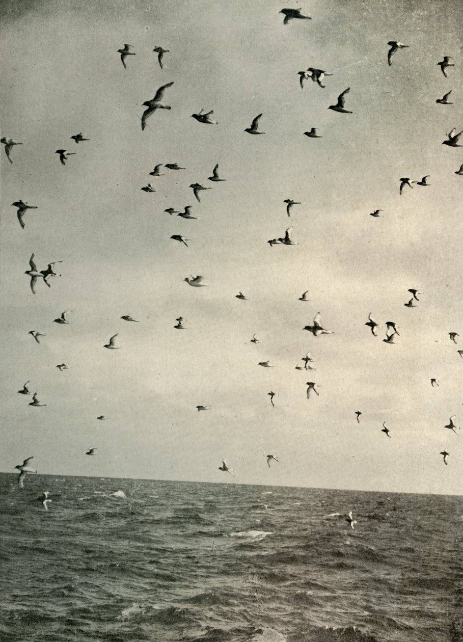Volo di petrelli antartici da Unbekannt