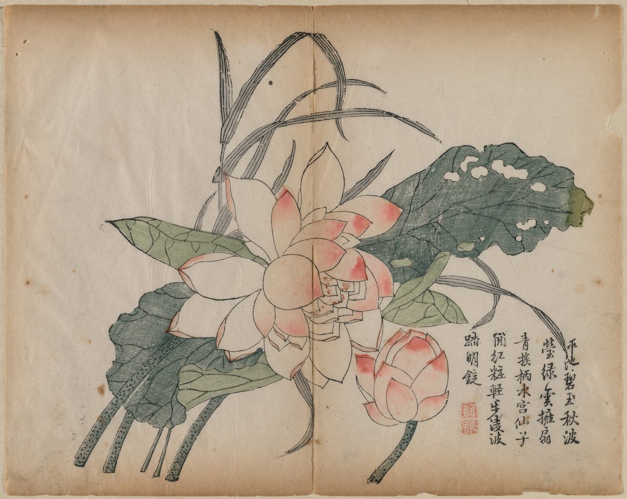 Fiore di loto in fiore e bocciolo, XVIII secolo da Unbekannt