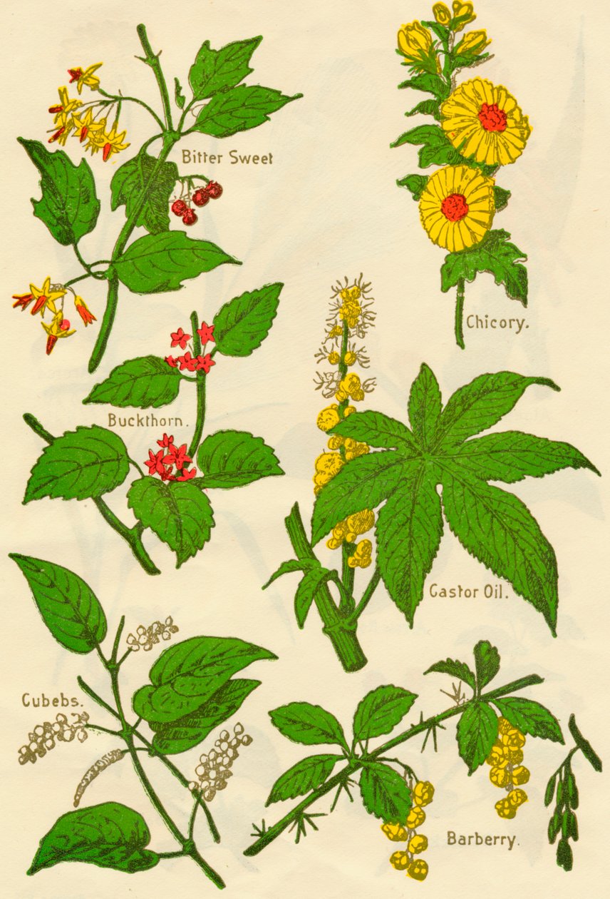 Fiori: Amaro Dolce, Spincervino, Cubebe, Cicoria, Olio di Ricino, Crespino, c1940 da Unbekannt