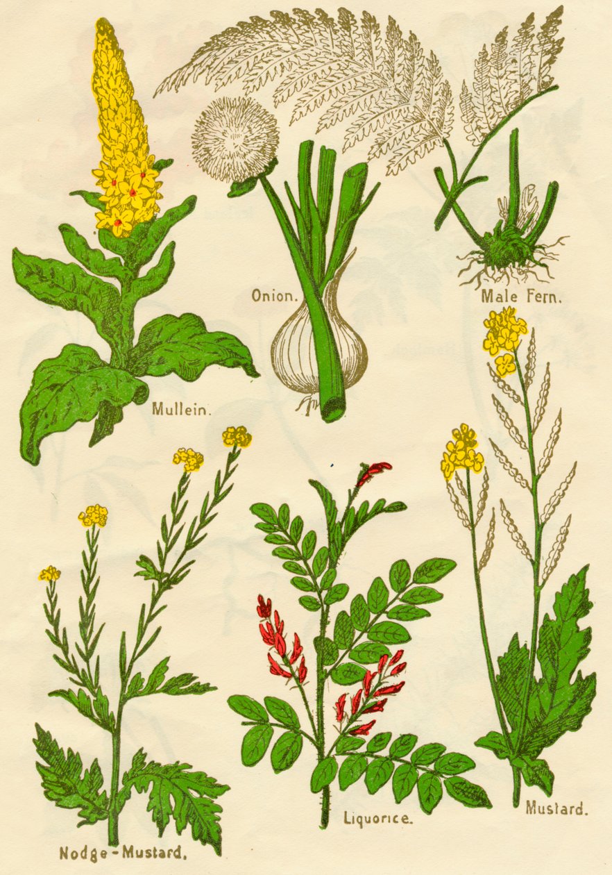 Fiori: Verbasco, Cipolla, Felce maschio, Senape, Liquirizia, Senape, c1940 da Unbekannt