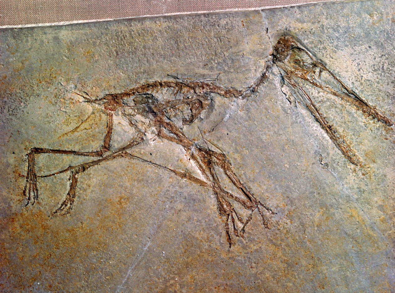 Scheletro fossile di un Pterodattilo, dalla collezione del British Museum da Unbekannt