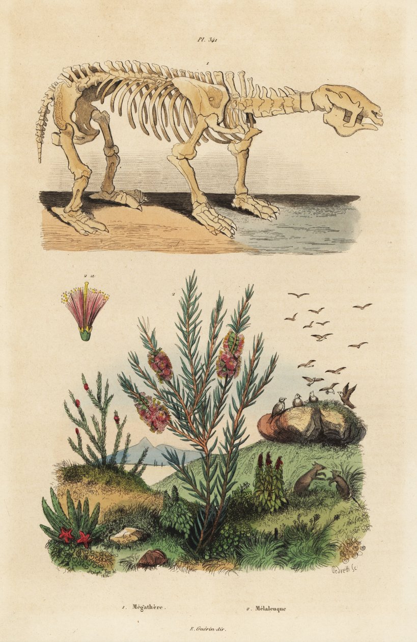 Scheletro fossile di un bradipo gigante estinto, Megatherium americanum, e cespuglio di mirto del tè o miele, specie Melaleuca da Unbekannt