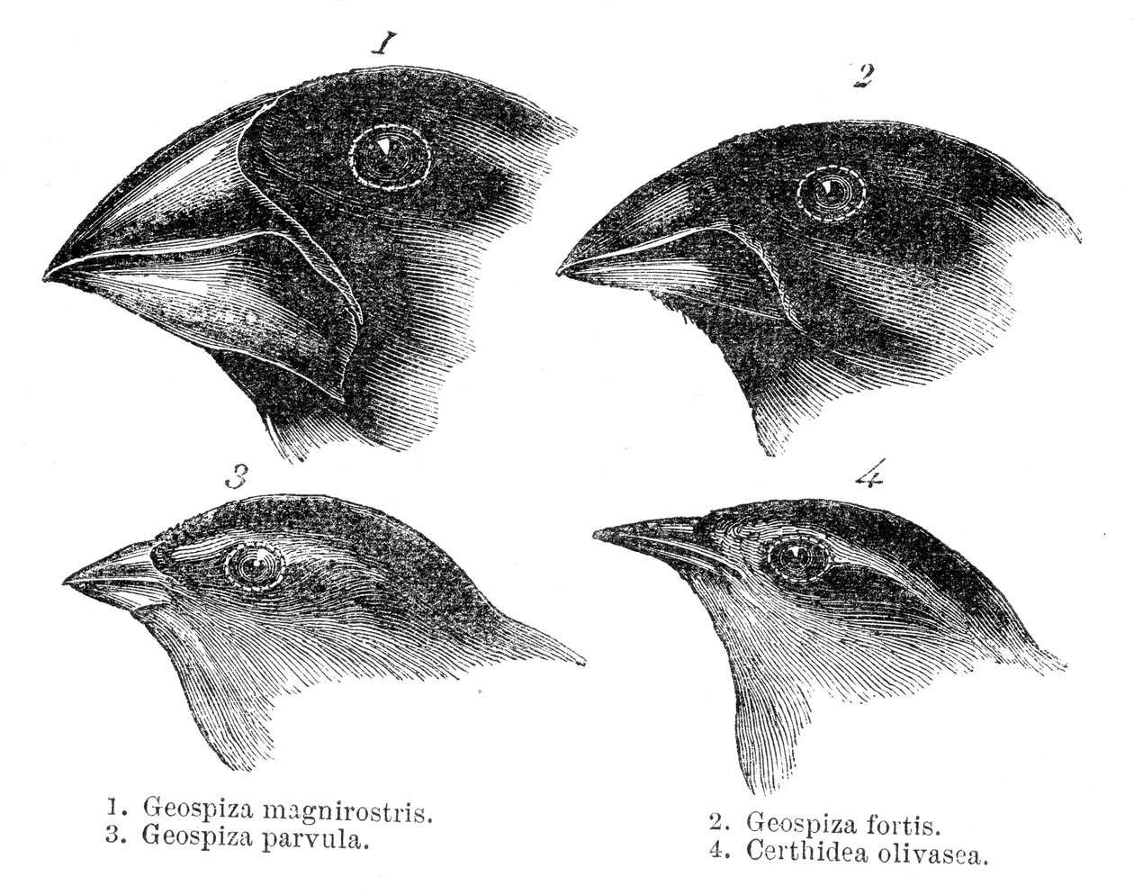 Quattro delle specie di fringuelli osservate da Darwin nelle Isole Galapagos da Unbekannt