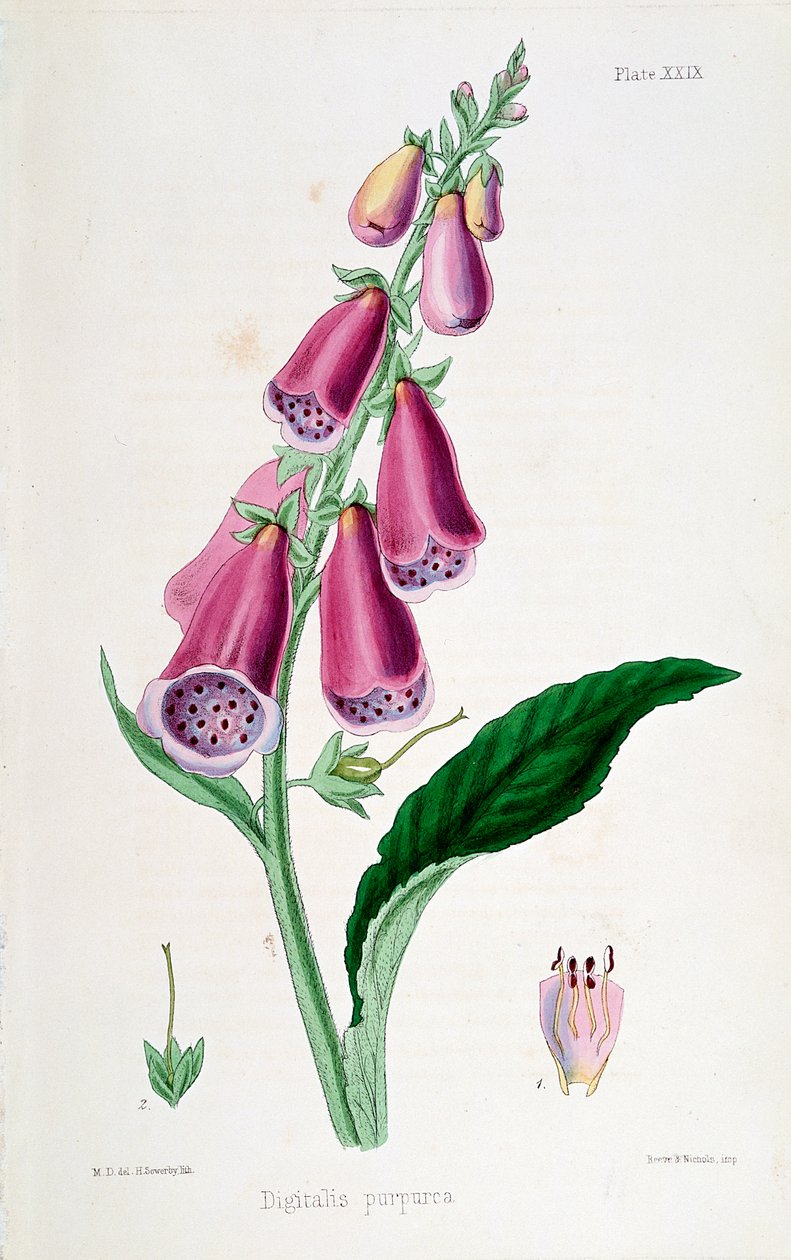 Digitale purpurea, XIX secolo da Unbekannt
