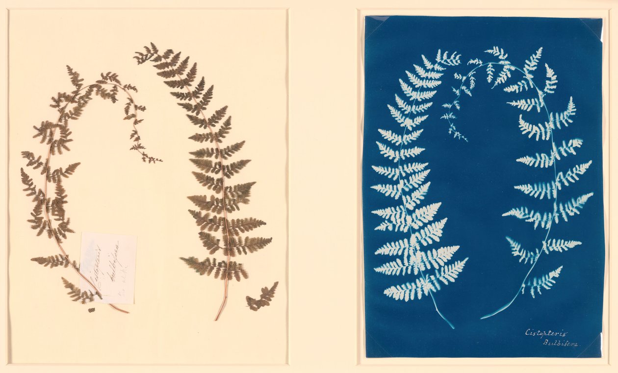 Dal Hatton Fern Album da Unbekannt