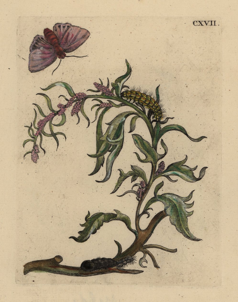 Atriplice degli orti, Atriplex hortensis, con falena, bruco e pupa da Unbekannt