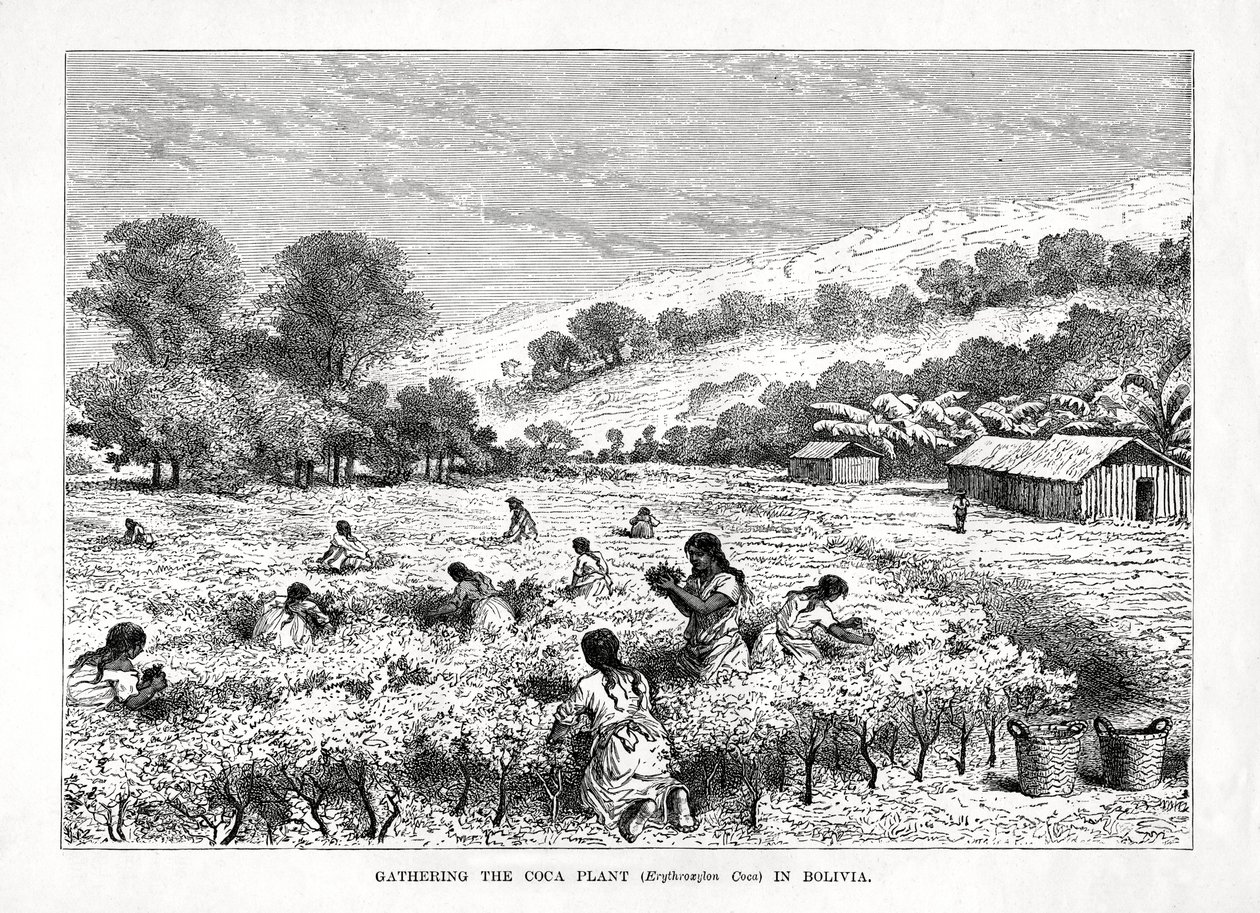 Raccolta della pianta di coca Erythroxylum coca in Bolivia, 1877 da Unbekannt