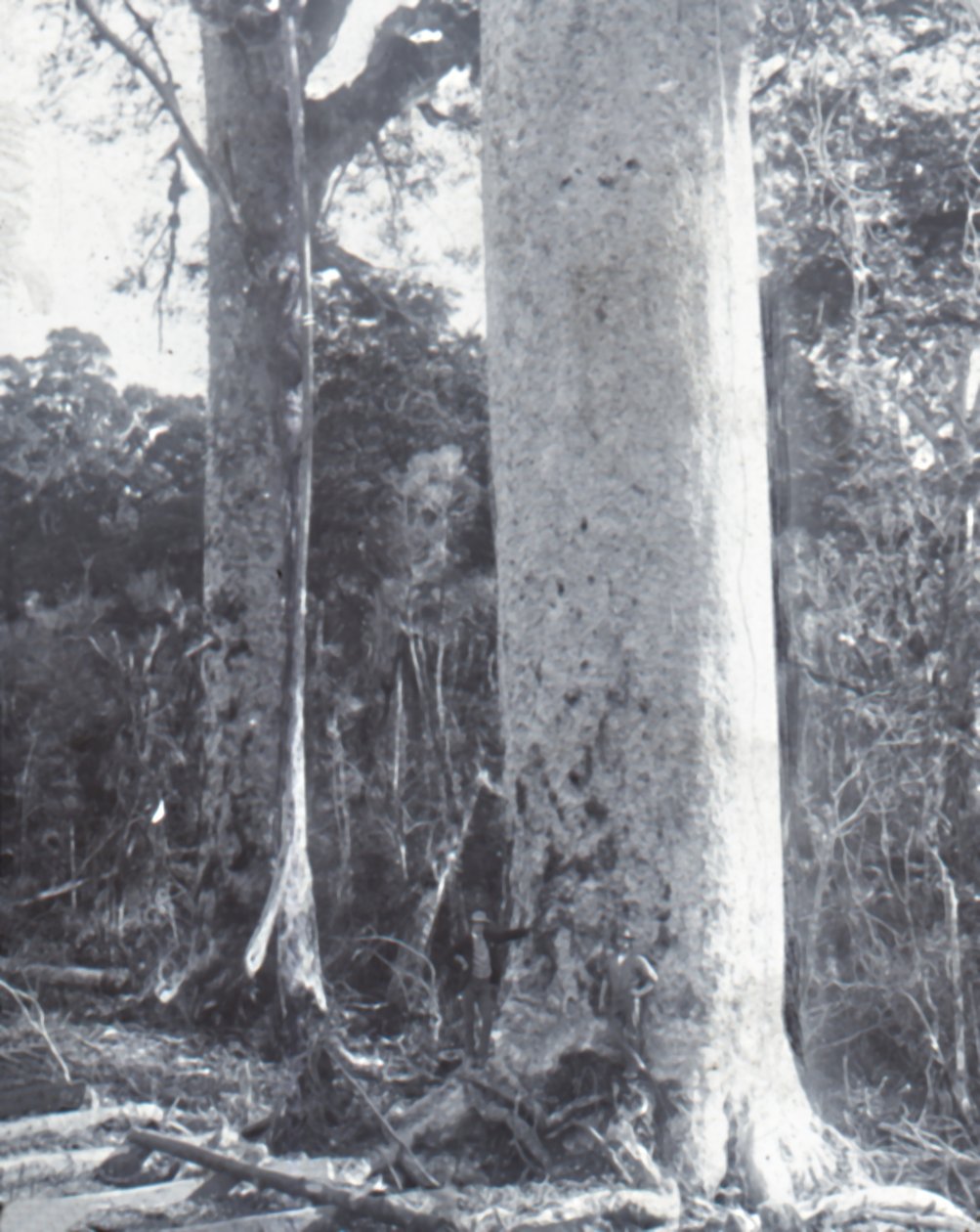Albero di Kauri gigante, fine 19°-inizio 20° secolo da Unbekannt