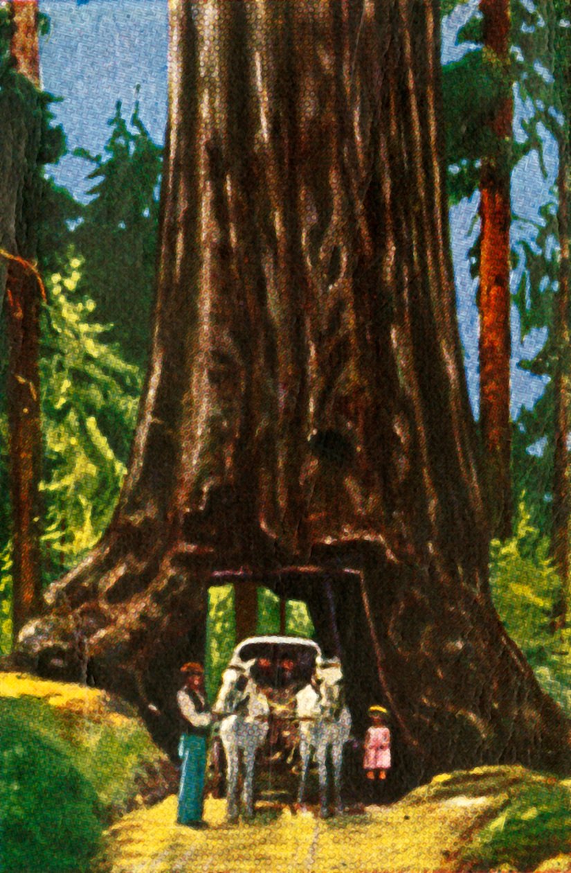 Sequoia gigante in California, c1928 da Unbekannt