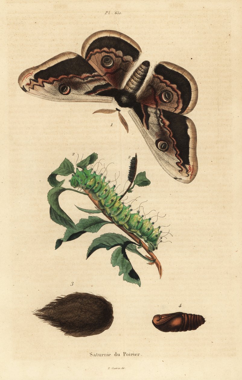 Falena pavone gigante o falena imperatore gigante, Saturnia pyri, con bruco e pupa da Unbekannt