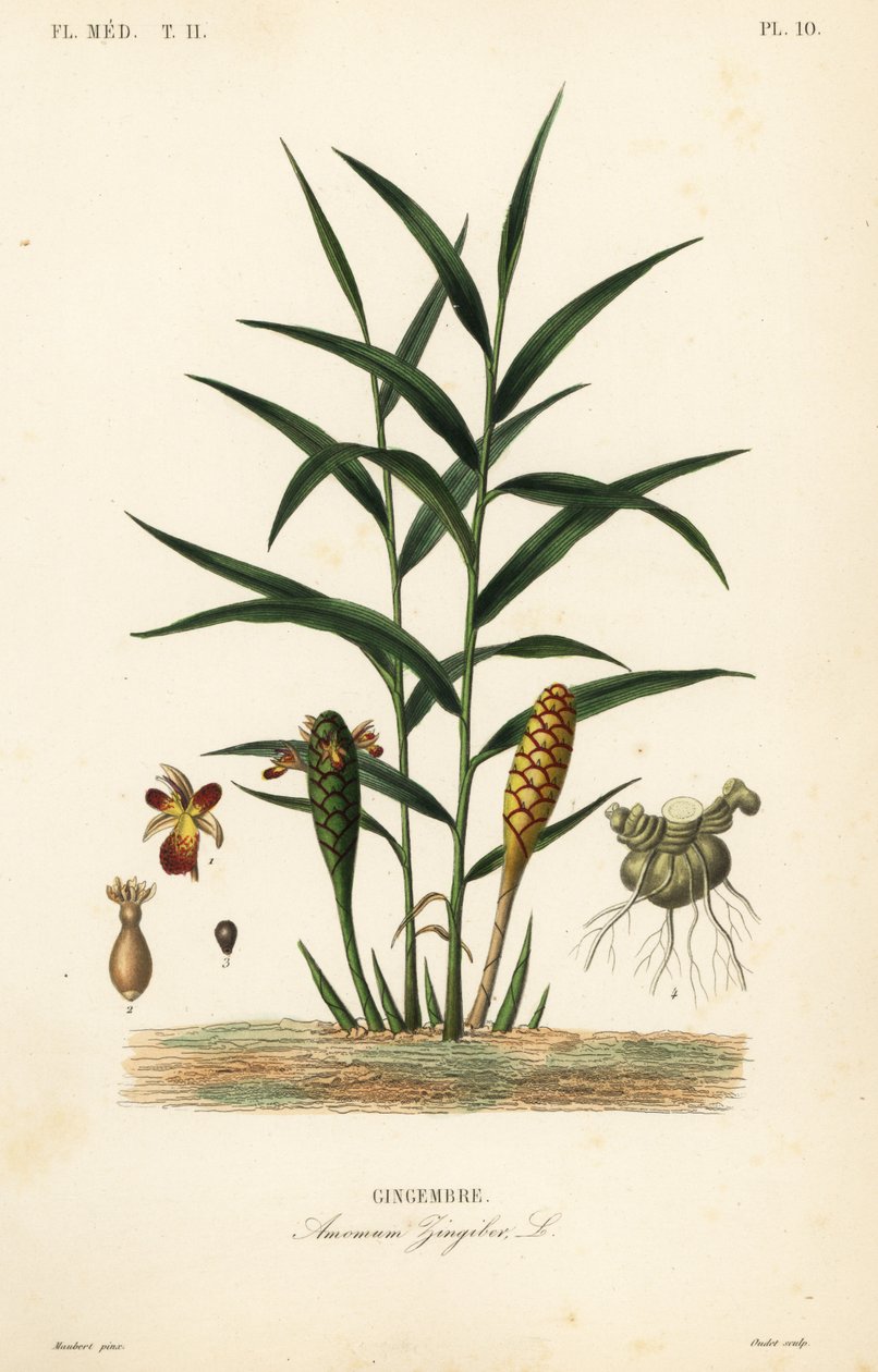 Zenzero o radice di zenzero, Zingiber officinale, Amomum zingiber, Gingembre da Unbekannt