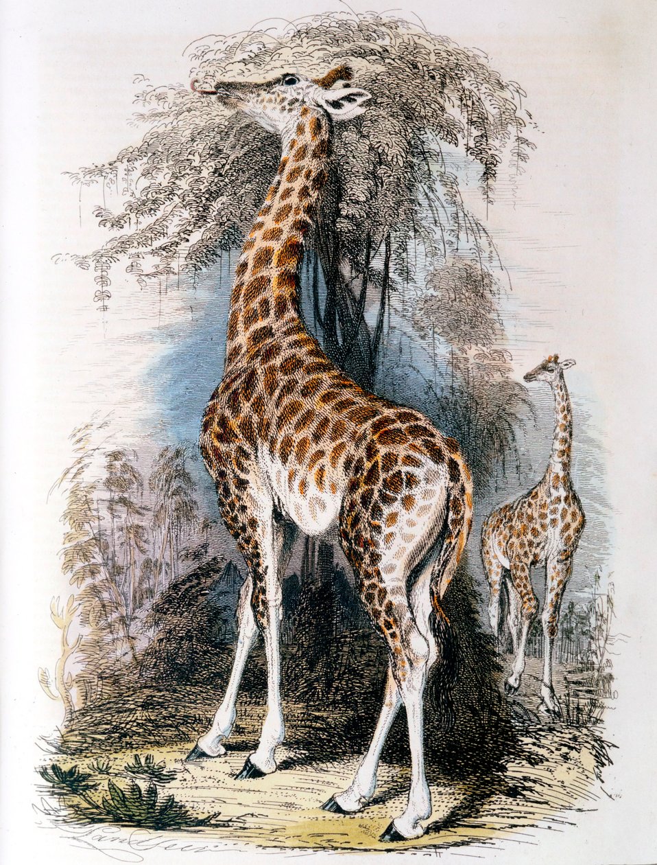 Giraffa che bruca un albero da Unbekannt