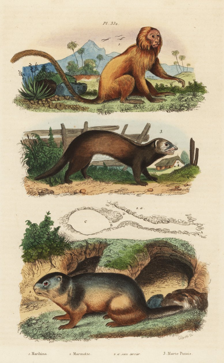 Tamarino leone dorato, Leontopithecus rosalia, in pericolo, marmotta alpina, Marmota marmota e tana, e furetto o puzzola, Mustela putorius da Unbekannt