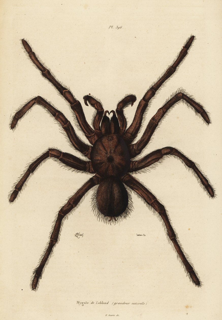Ragno mangiatore di uccelli Golia, Theraphosa blondi da Unbekannt
