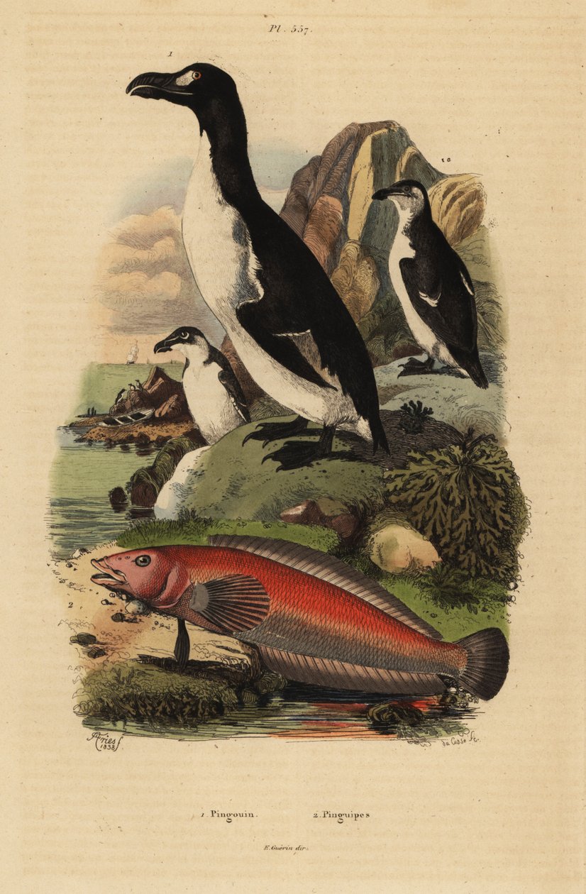Grande alca, Pinguinus impennis, estinto, e pesce sabbioso brasiliano, Pinguipes brasilianus da Unbekannt