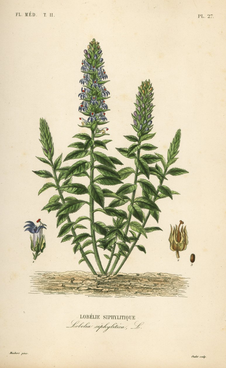Lobelia blu grande, Lobelia siphilitica, Lobelia siphylitica, Lobelie siphylitique da Unbekannt