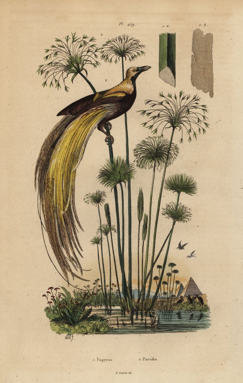 Paradiso maggiore, Paradisaea apoda, e papiro, Cyperus papyrus da Unbekannt