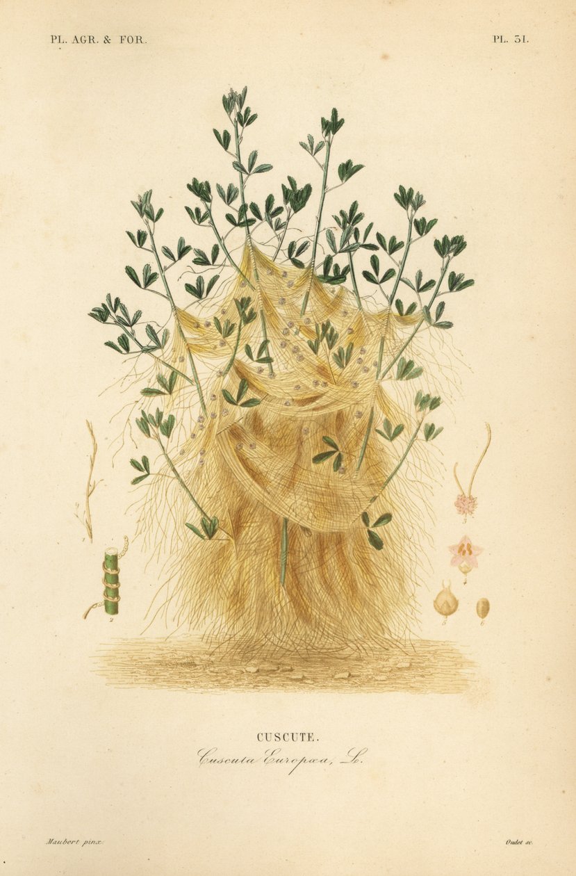 Cuscuta europea da Unbekannt