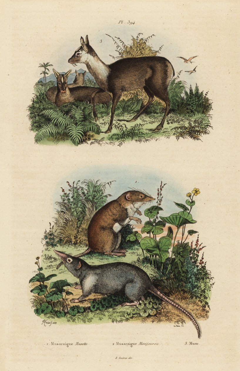 Toporagno dai denti bianchi maggiore, Crocidura russula, toporagno muschiato grigio, Suncus murinus e cervo muschiato scuro, Moschus fuscus, in pericolo da Unbekannt
