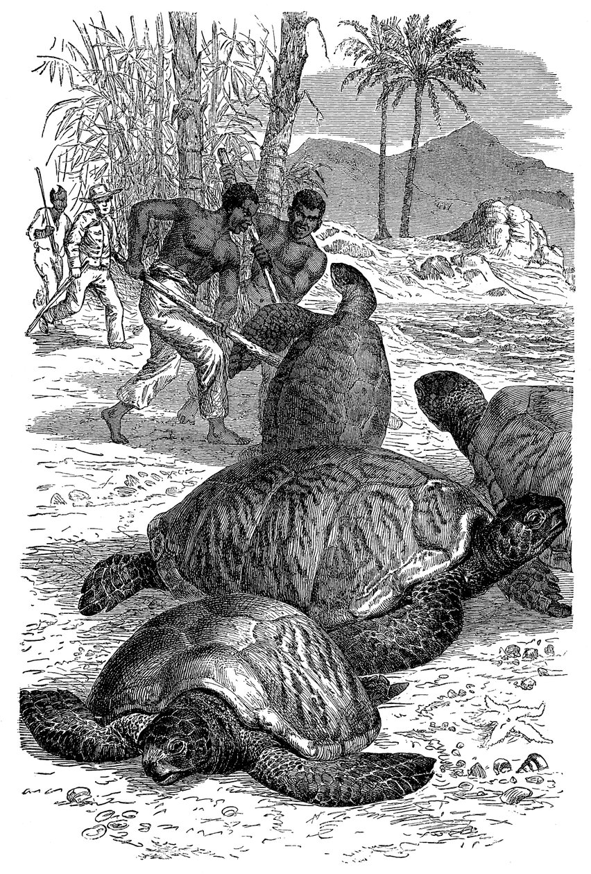 Cattura di una tartaruga verde da parte dei cacciatori, 1884 da Unbekannt