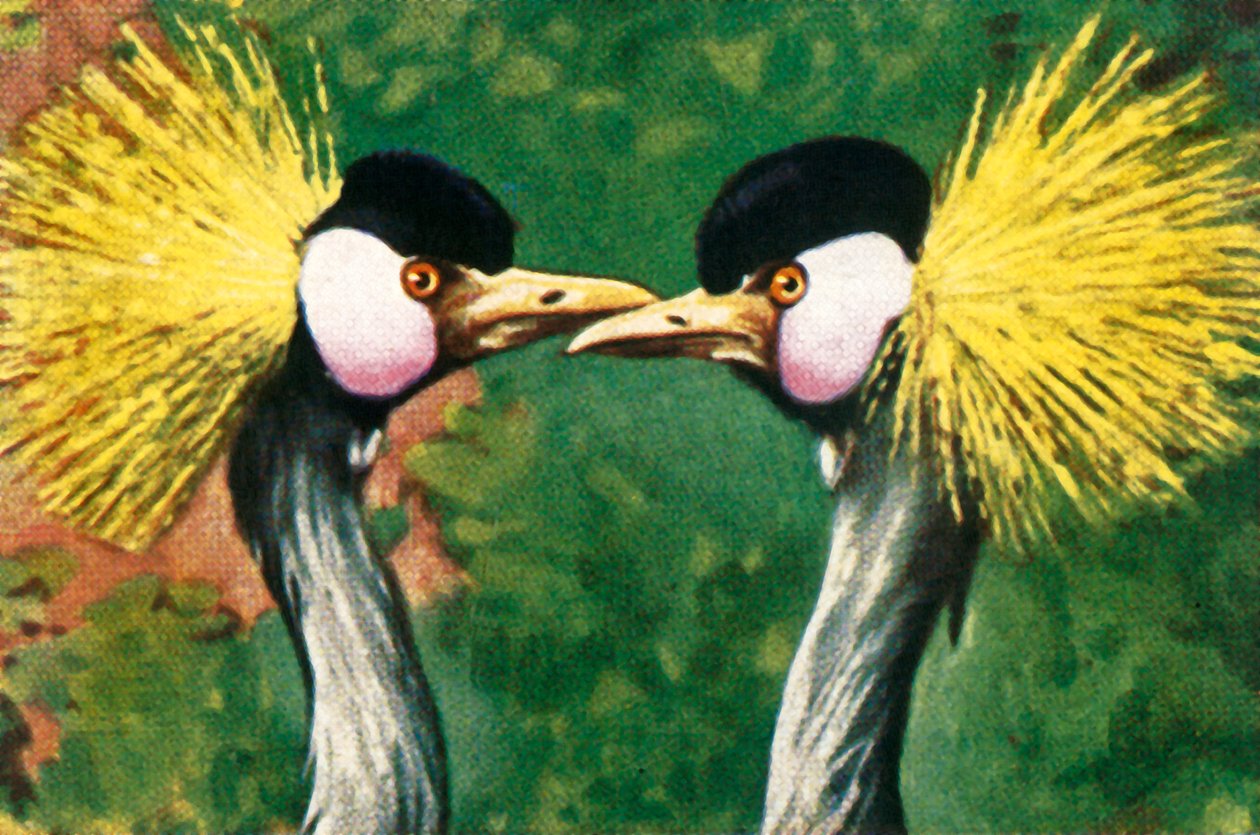 Gru coronate grigie, c1928 da Unbekannt