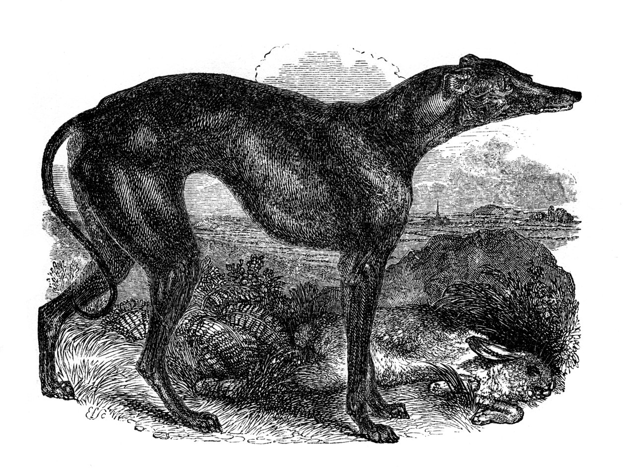 Levriero, 1848 da Unbekannt