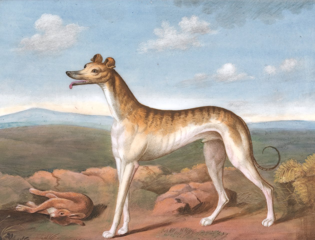 Levriero: rivolto a sinistra, con una lepre morta ai suoi piedi, ca. 1805 da Unbekannt