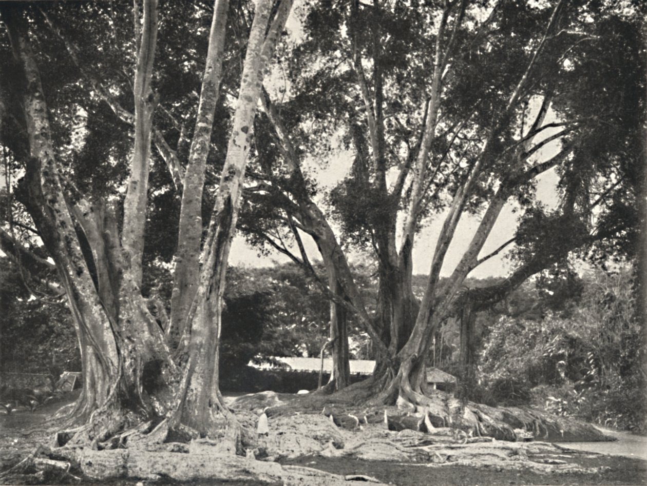 Gummibaume Ficus elastica, 1926 da Unbekannt