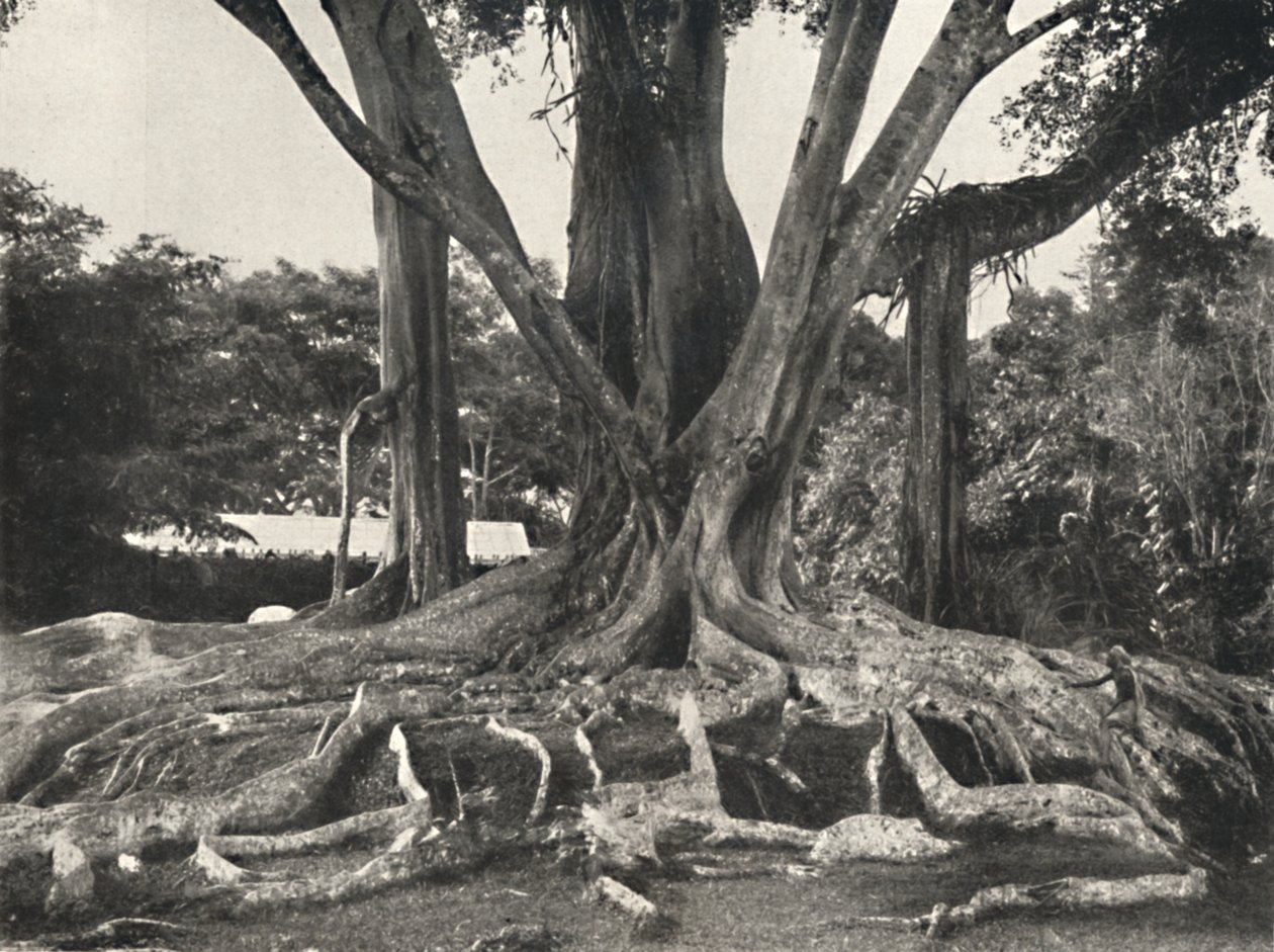 Alberi di gomma come Tavola 14, vista parziale delle radici aeree, 1926 da Unbekannt