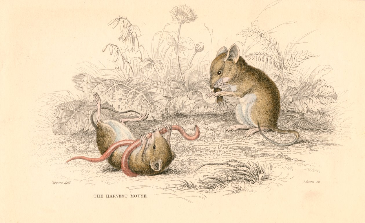 Topo di campagna Micromys minutus del Vecchio Mondo, 1828 da Unbekannt