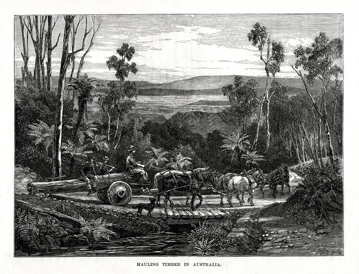 Trasporto di legname, Australia da Unbekannt