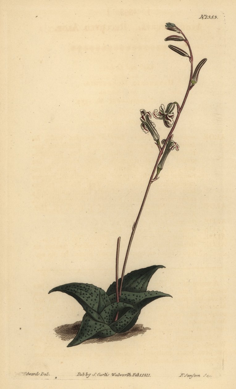 Haworthia venosa (Aloe ricurva, Aloe recurva) da Unbekannt
