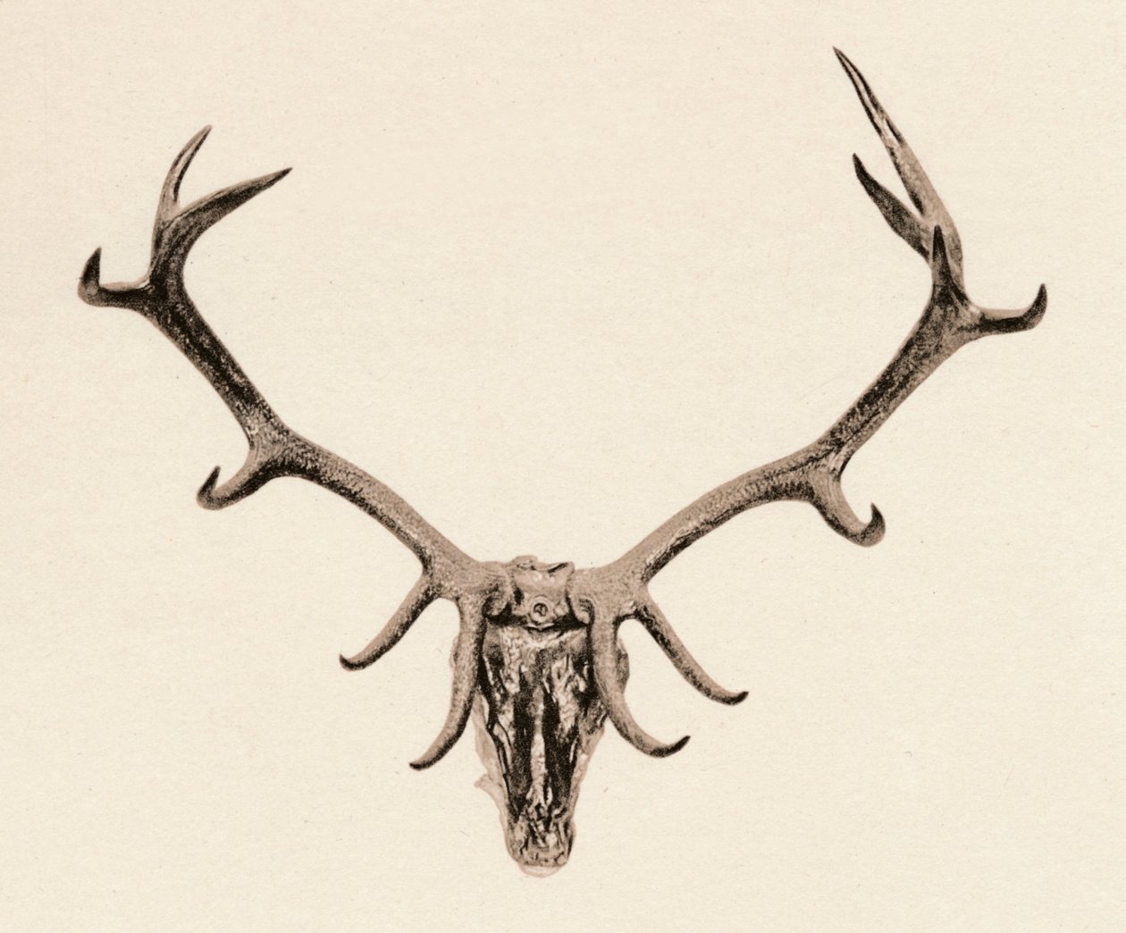 Testa di un cervo, XVI secolo, 1904 da Unbekannt