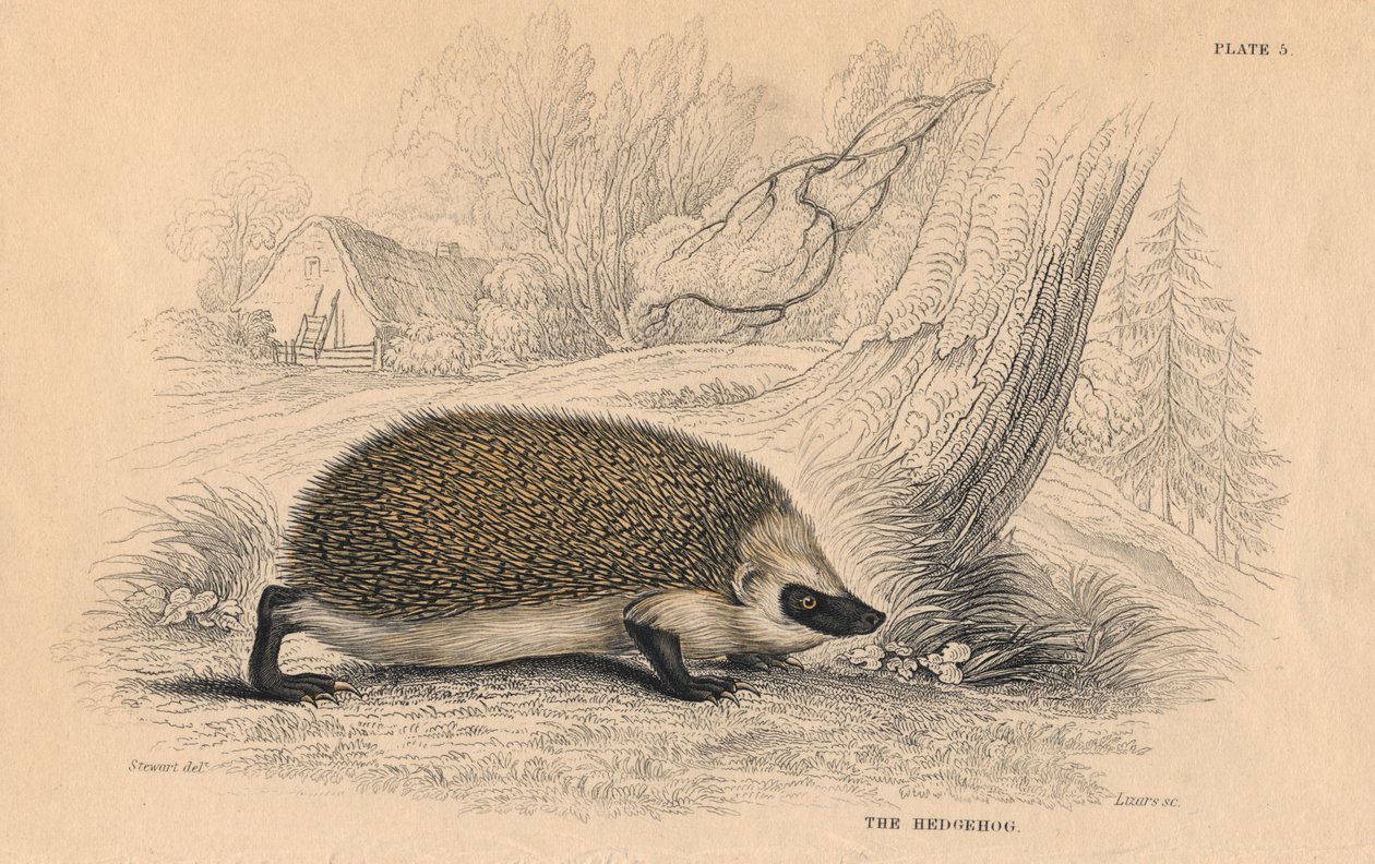 Riccio Erinaceus europeas, 1828 da Unbekannt