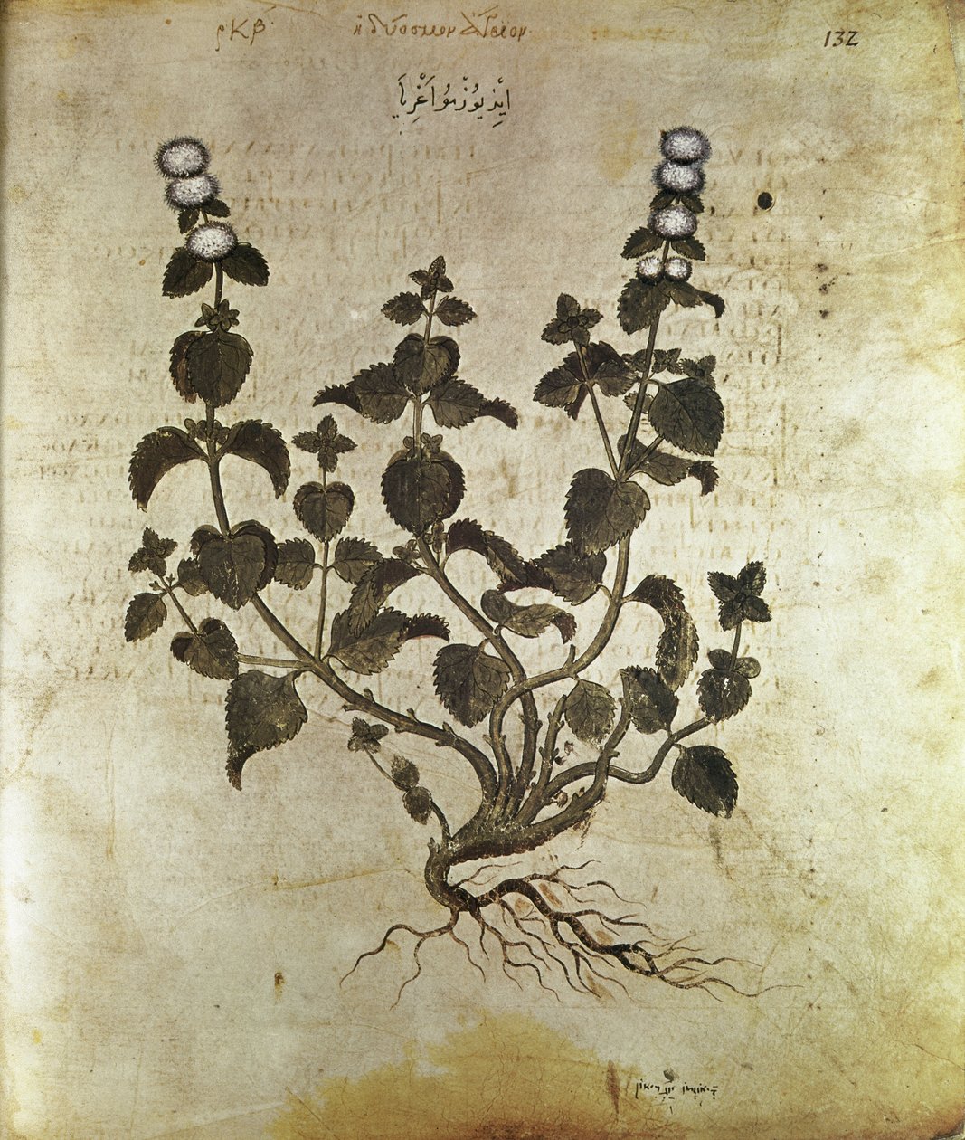 Erbari Menta piperita, VI secolo da Unbekannt