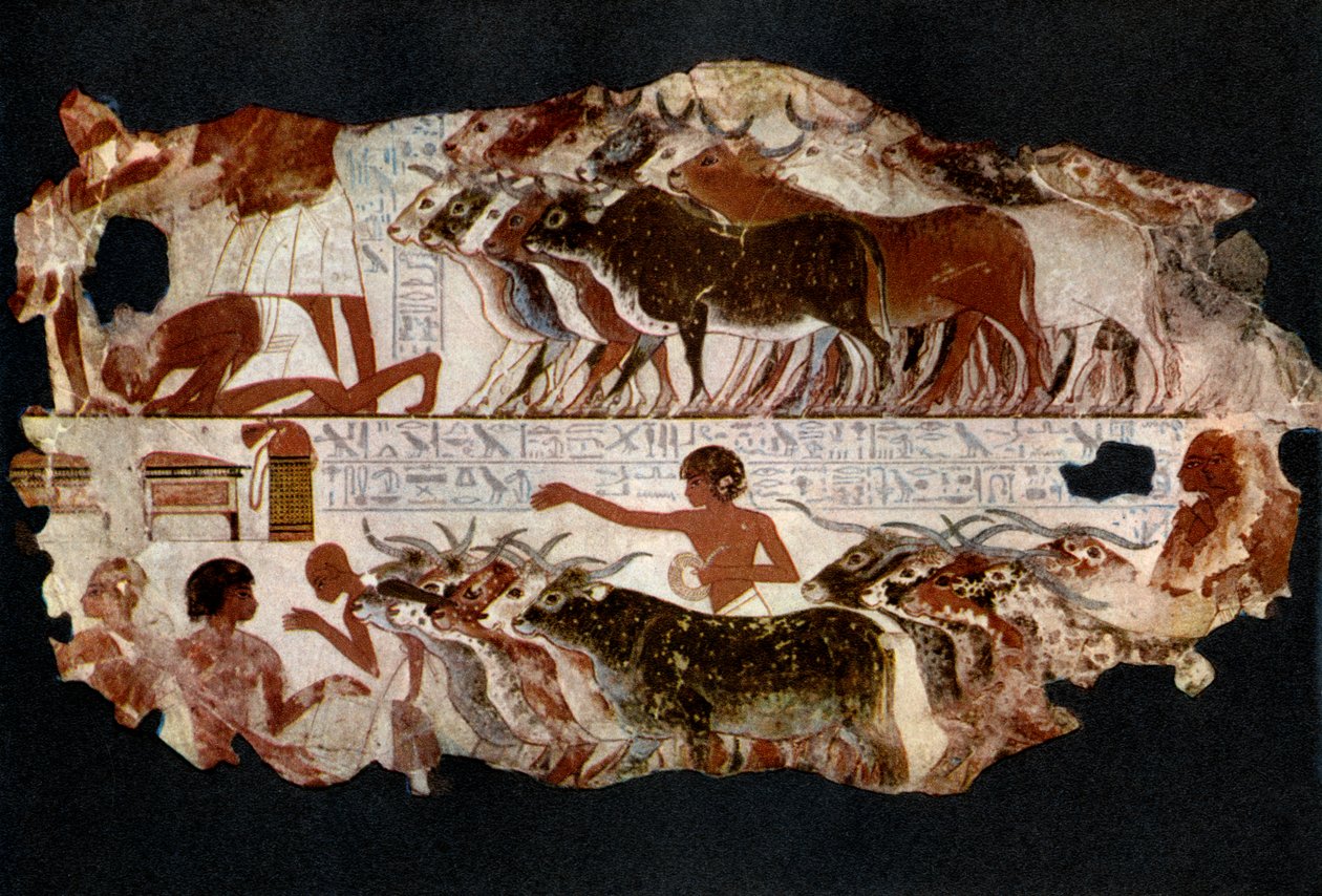 Mandrie di bovini dal tempo della XVIII dinastia, Egitto, c1400 a.C. 1936 da Unbekannt