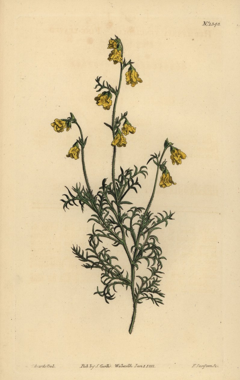 Hermannia confusa (Hermannia tenuifolia) da Unbekannt