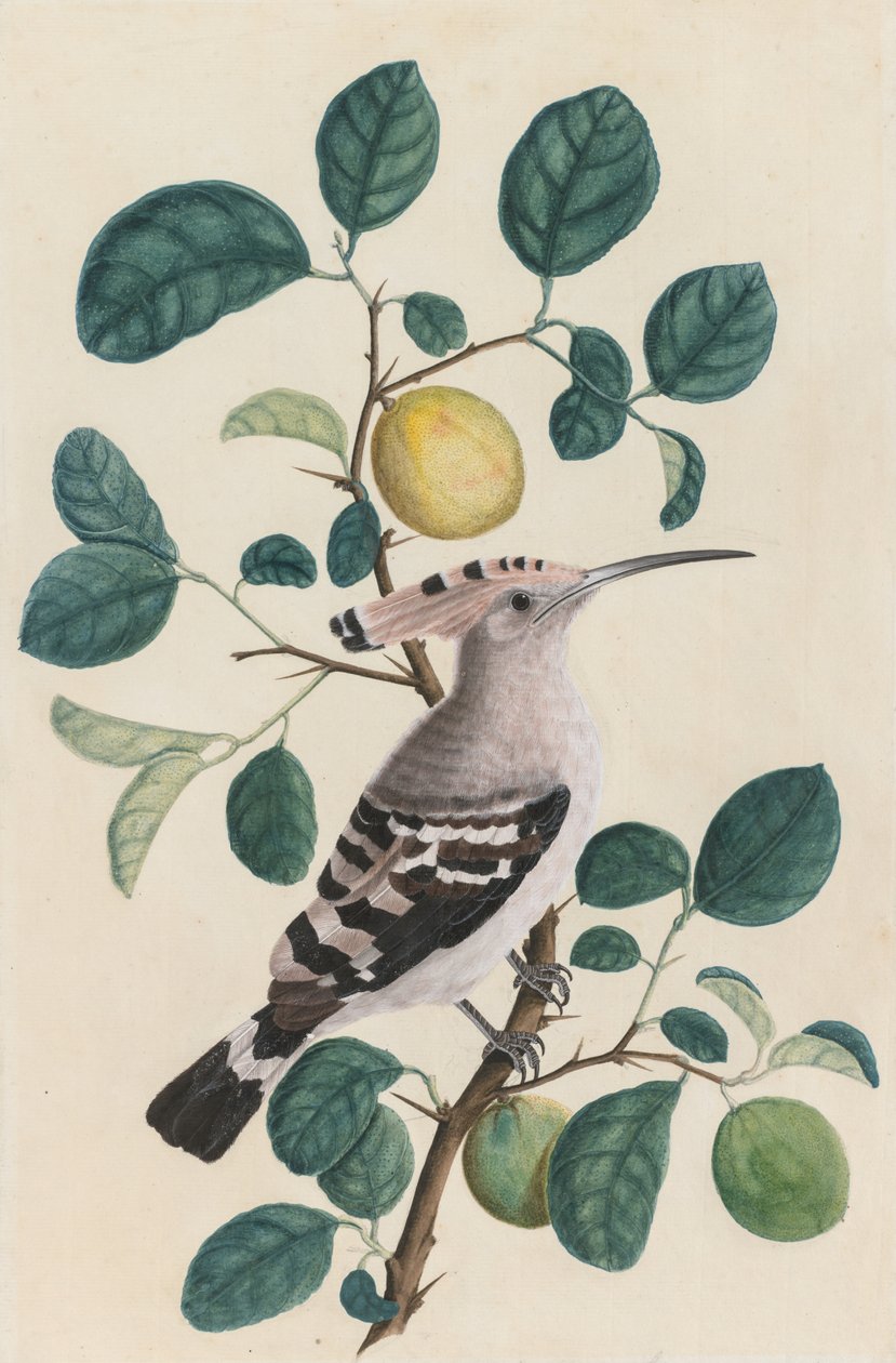 Upupa su ramo di albero di agrumi, c. 1800 da Unbekannt