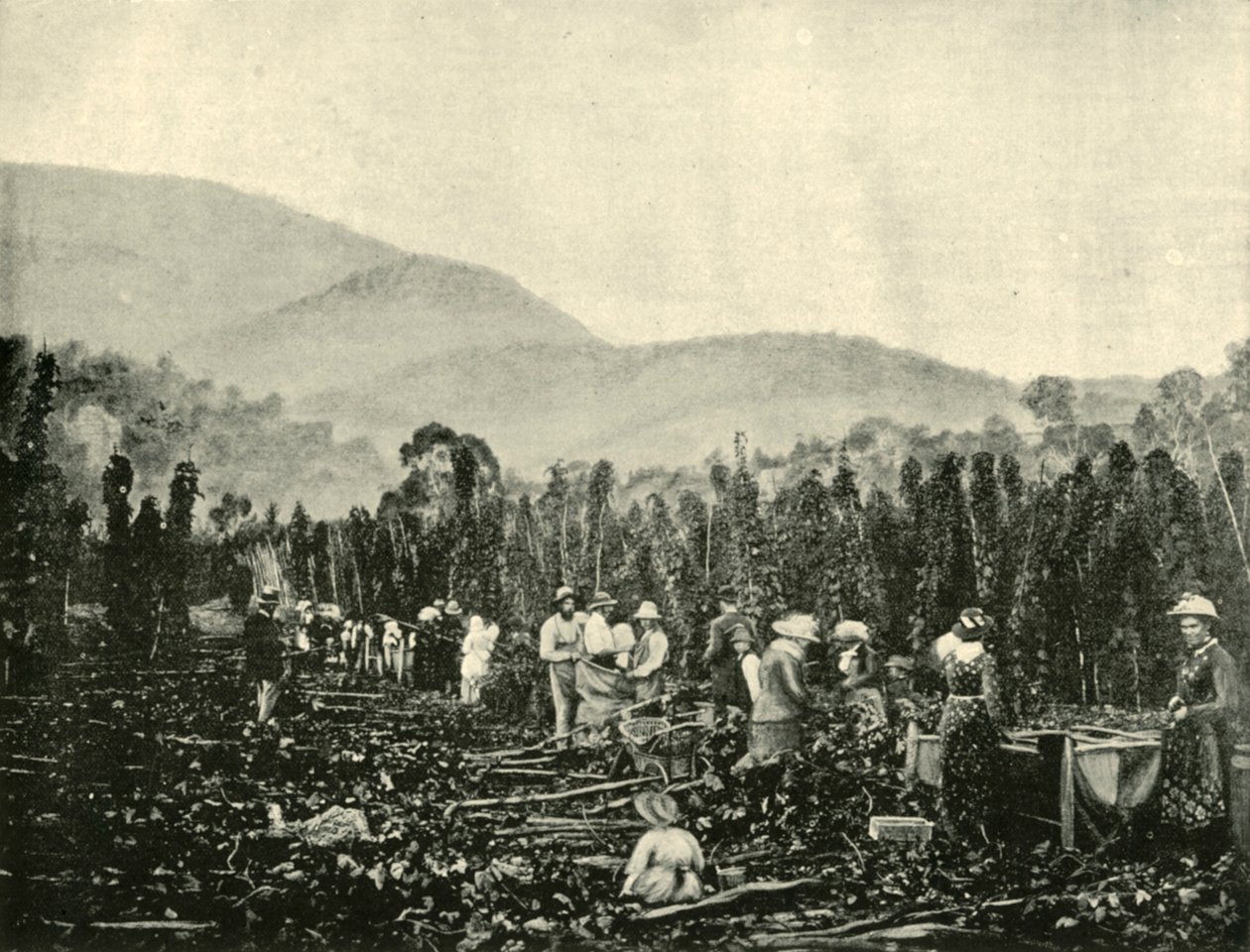 Raccolta del Luppolo in Tasmania da Unbekannt