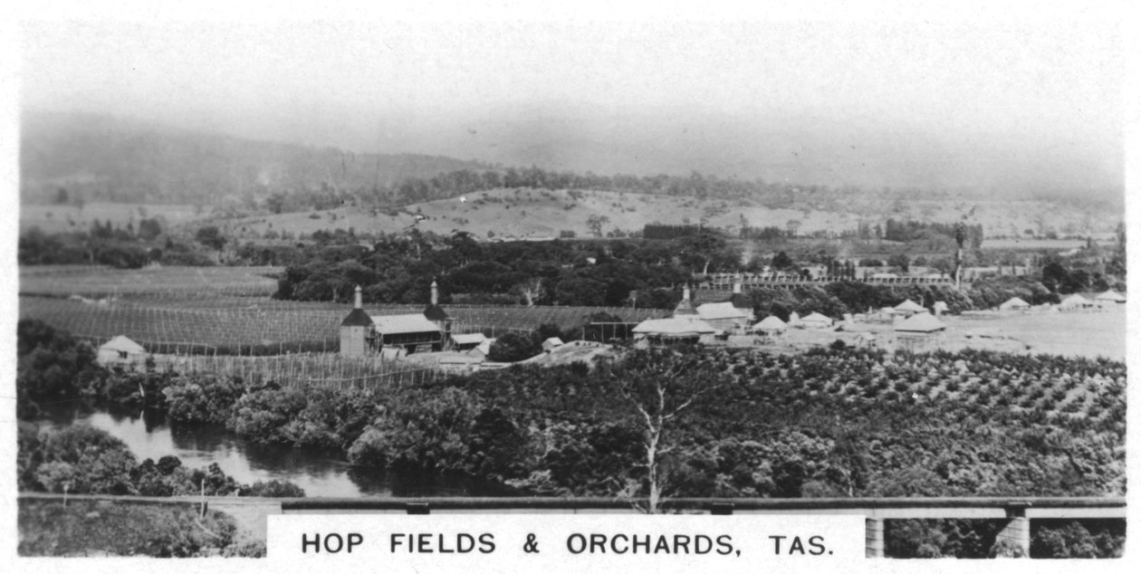 Campi di luppolo e frutteti, Tasmania, Australia, 1928 da Unbekannt