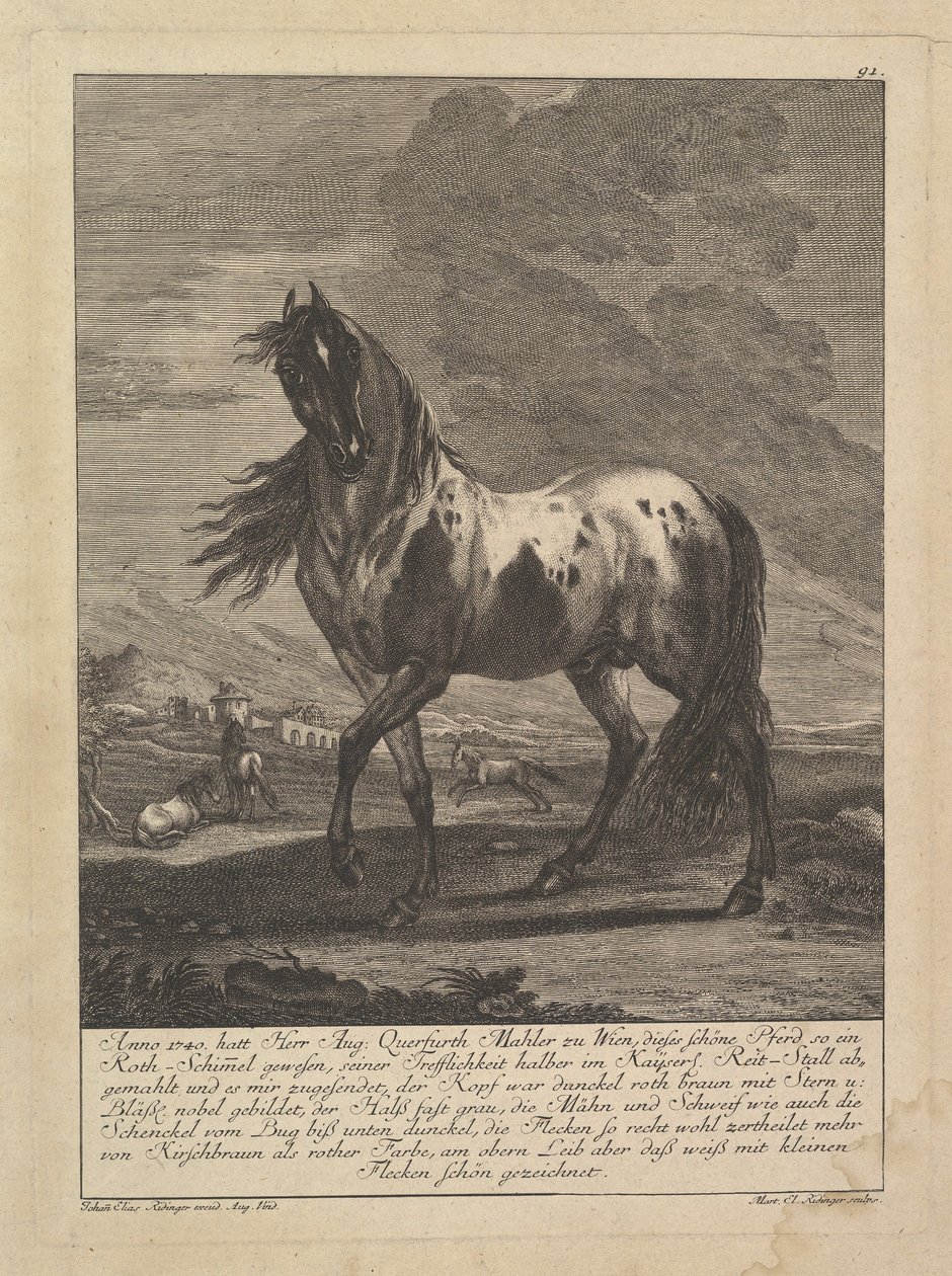 Cavallo, XVIII secolo da Unbekannt