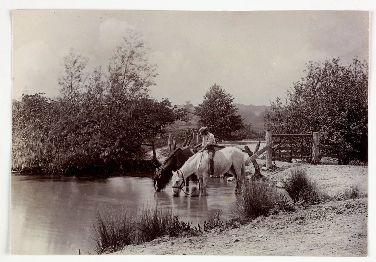 Cavalli che bevono a uno stagno, circa 1890 da Unbekannt
