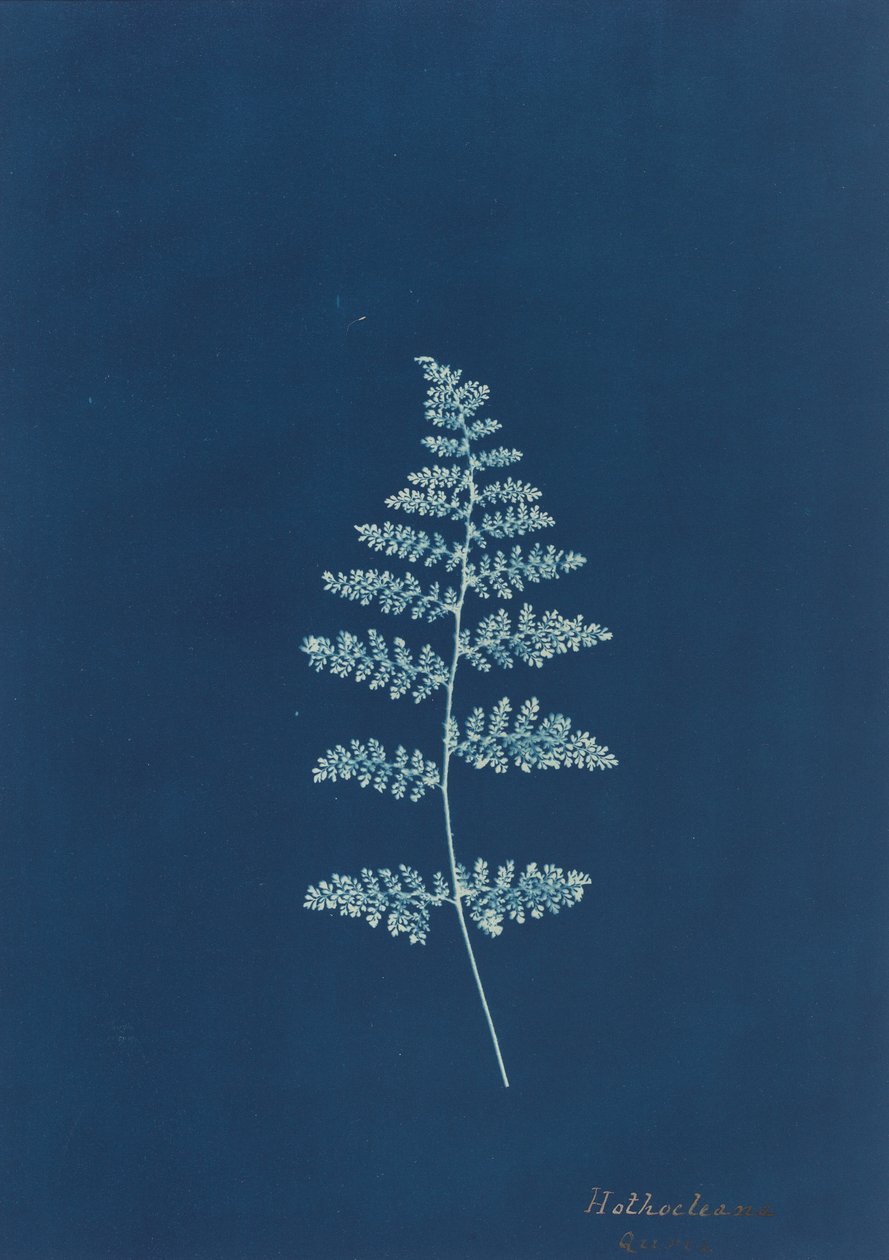 Hothocleana, c. 1850 da Unbekannt