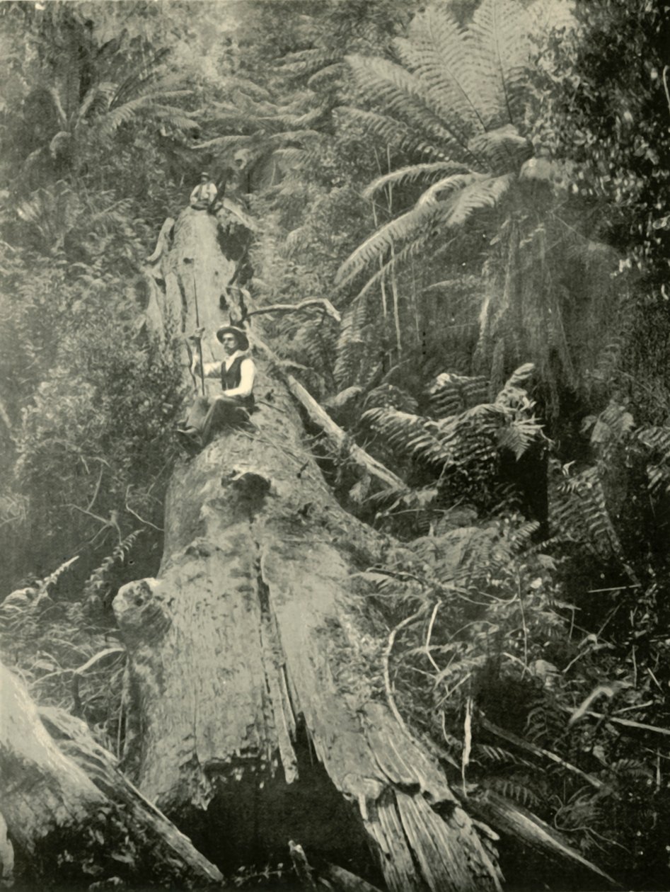 Come sono caduti i potenti, 1901 da Unbekannt