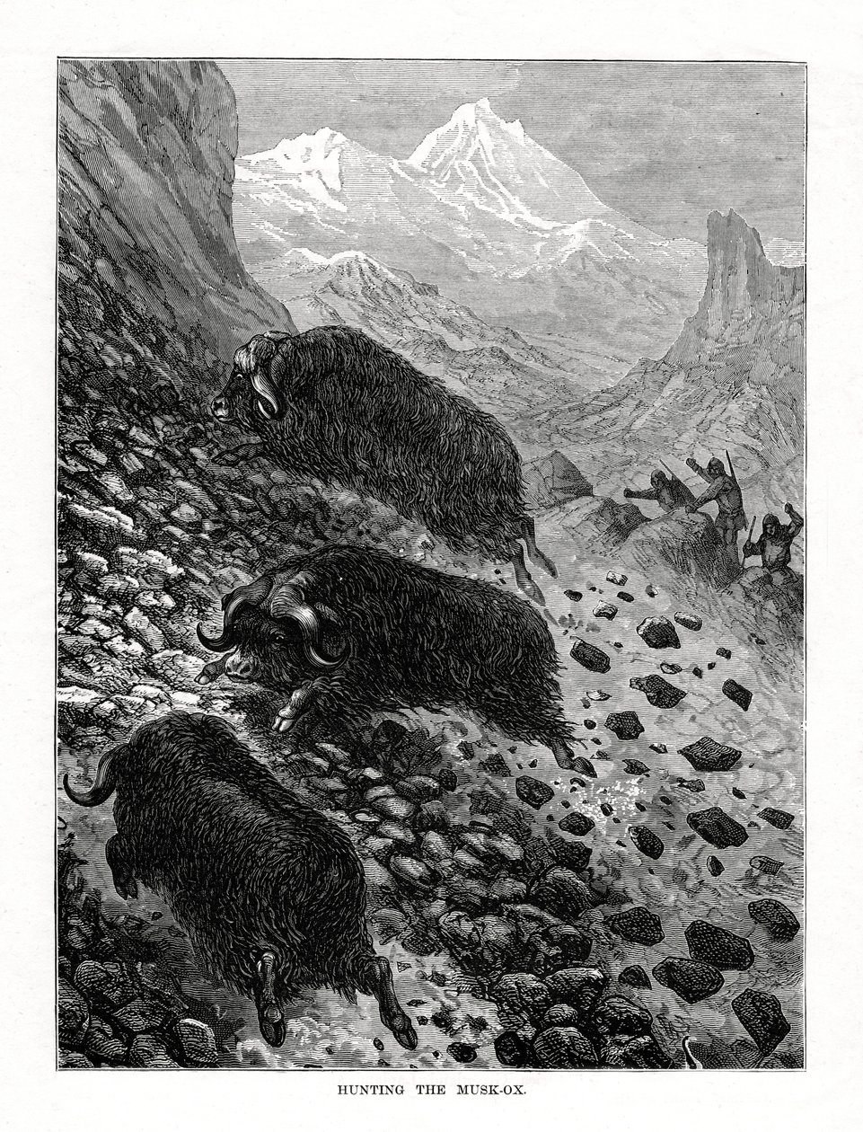 Caccia al bue muschiato, 1877 da Unbekannt