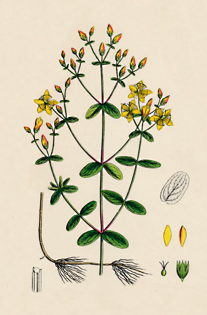 Hypericum Boeticum. Erba di San Giovanni a Foglie Ondulate, 19° secolo da Unbekannt