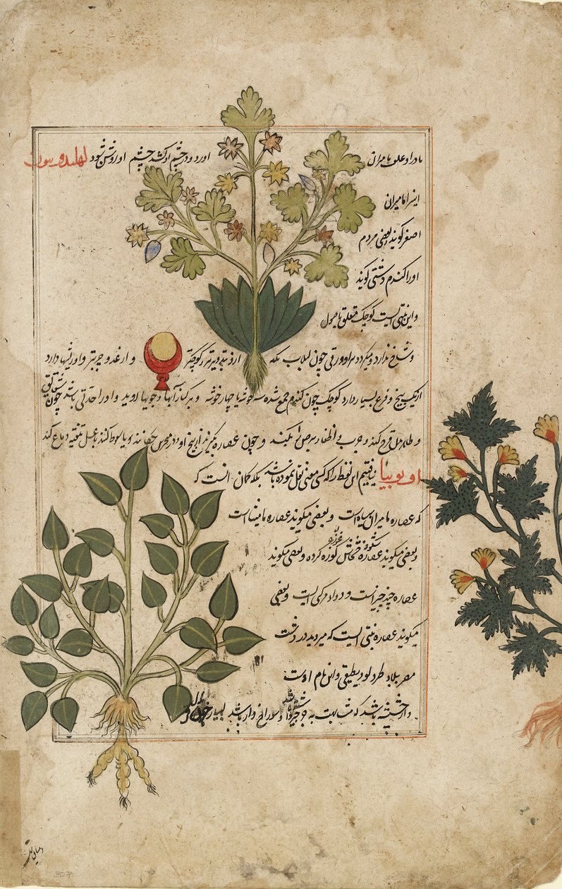 Doppio foglio illustrato raffigurante cardi e altre piante medicinali, 1595 da Unbekannt